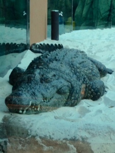 Memphis Zoo Crocodile